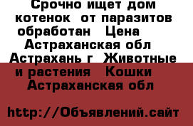 Срочно ищет дом котенок -от паразитов обработан › Цена ­ 1 - Астраханская обл., Астрахань г. Животные и растения » Кошки   . Астраханская обл.